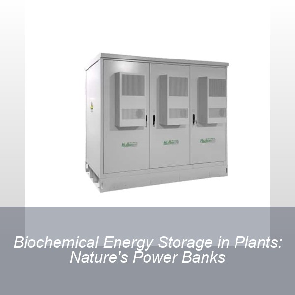 Biochemical Energy Storage in Plants: Nature's Power Banks