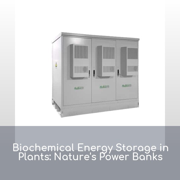 Biochemical Energy Storage in Plants: Nature's Power Banks