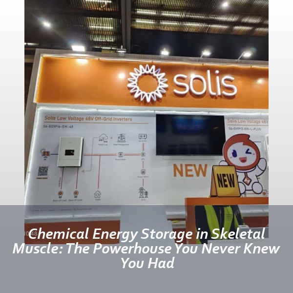 Chemical Energy Storage in Skeletal Muscle: The Powerhouse You Never Knew You Had