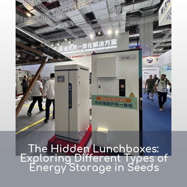 The Hidden Lunchboxes: Exploring Different Types of Energy Storage in Seeds