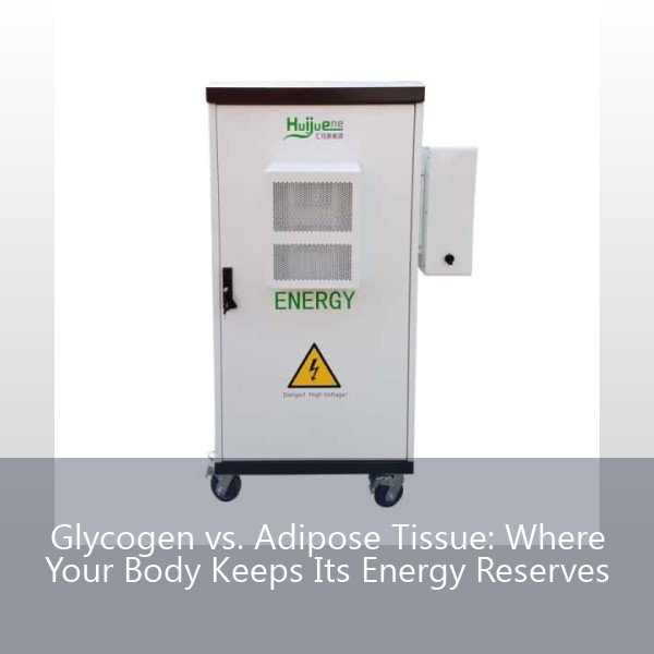 Glycogen vs. Adipose Tissue: Where Your Body Keeps Its Energy Reserves