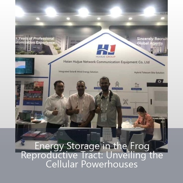 Energy Storage in the Frog Reproductive Tract: Unveiling the Cellular Powerhouses