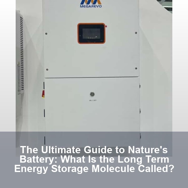 The Ultimate Guide to Nature's Battery: What Is the Long Term Energy Storage Molecule Called?