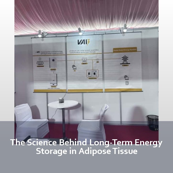 The Science Behind Long-Term Energy Storage in Adipose Tissue