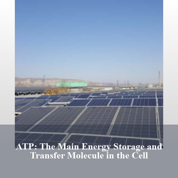 ATP: The Main Energy Storage and Transfer Molecule in the Cell