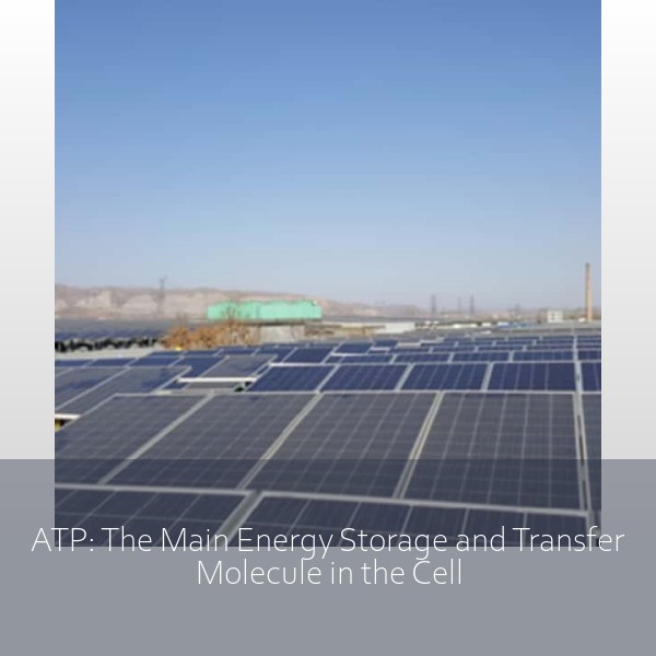 ATP: The Main Energy Storage and Transfer Molecule in the Cell
