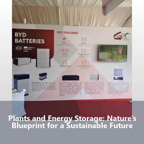 Plants and Energy Storage: Nature’s Blueprint for a Sustainable Future