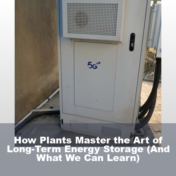 How Plants Master the Art of Long-Term Energy Storage (And What We Can Learn)