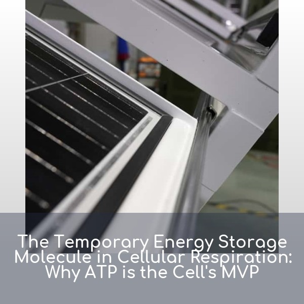 The Temporary Energy Storage Molecule in Cellular Respiration: Why ATP is the Cell's MVP