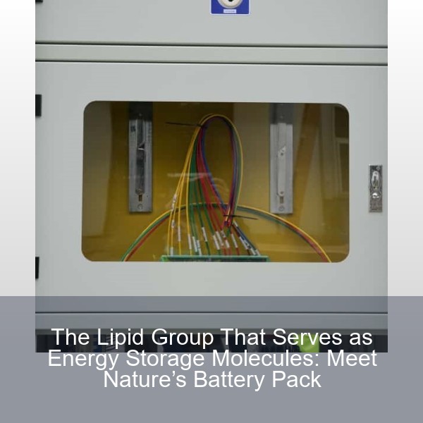 The Lipid Group That Serves as Energy Storage Molecules: Meet Nature’s Battery Pack