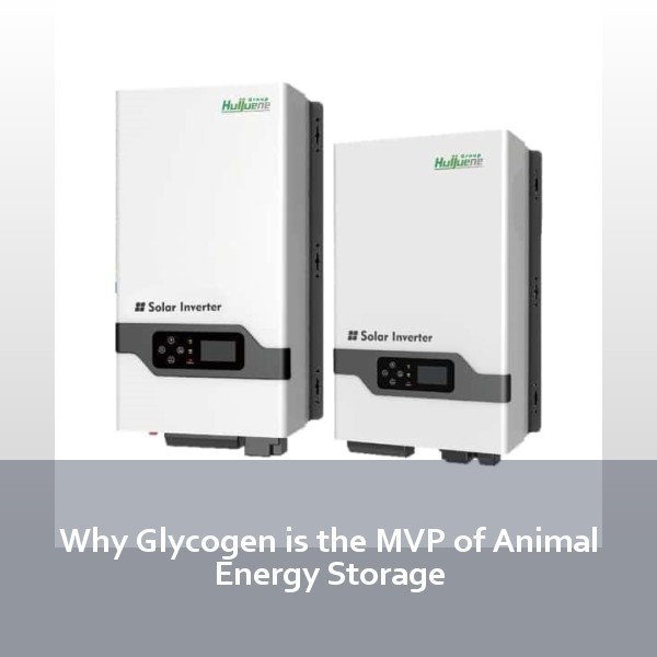 Why Glycogen is the MVP of Animal Energy Storage