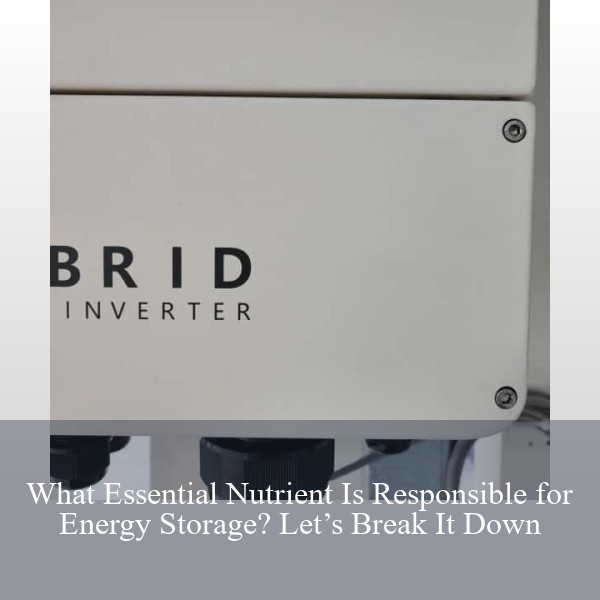 What Essential Nutrient Is Responsible for Energy Storage? Let’s Break It Down