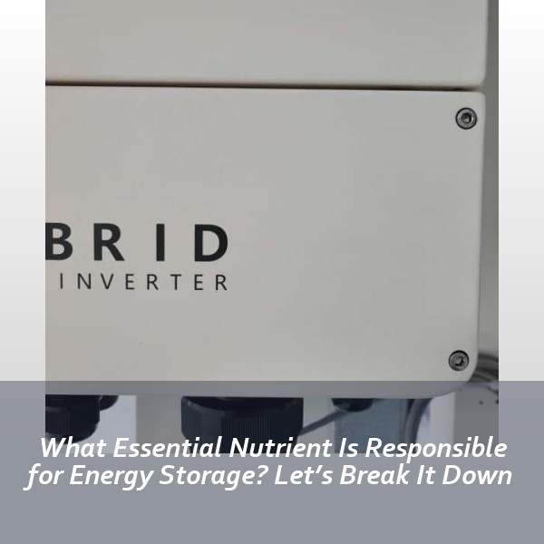 What Essential Nutrient Is Responsible for Energy Storage? Let’s Break It Down