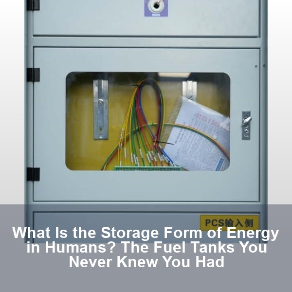 What Is the Storage Form of Energy in Humans? The Fuel Tanks You Never Knew You Had