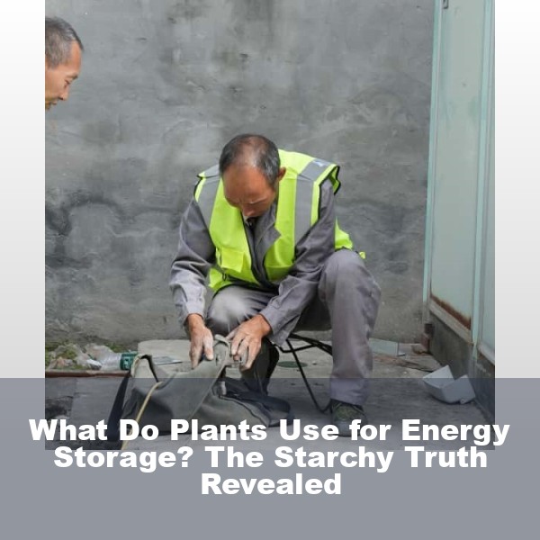What Do Plants Use for Energy Storage? The Starchy Truth Revealed