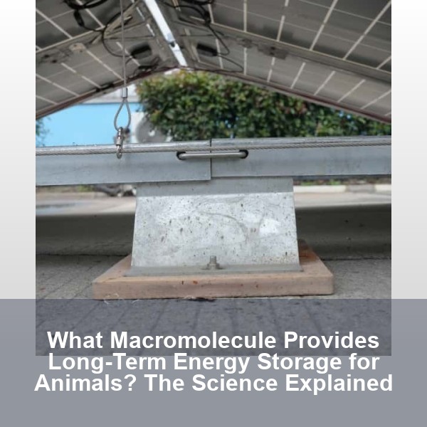 What Macromolecule Provides Long-Term Energy Storage for Animals? The Science Explained