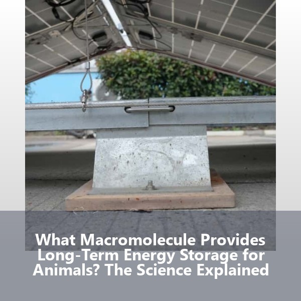 What Macromolecule Provides Long-Term Energy Storage for Animals? The Science Explained