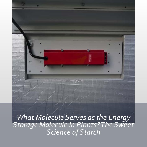 What Molecule Serves as the Energy Storage Molecule in Plants? The Sweet Science of Starch