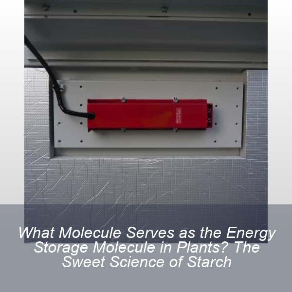 What Molecule Serves as the Energy Storage Molecule in Plants? The Sweet Science of Starch