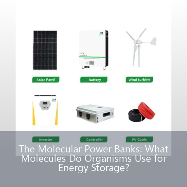 The Molecular Power Banks: What Molecules Do Organisms Use for Energy Storage?