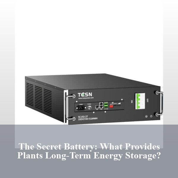 The Secret Battery: What Provides Plants Long-Term Energy Storage?