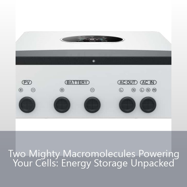Two Mighty Macromolecules Powering Your Cells: Energy Storage Unpacked