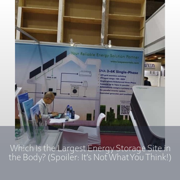 Which Is the Largest Energy Storage Site in the Body? (Spoiler: It’s Not What You Think!)
