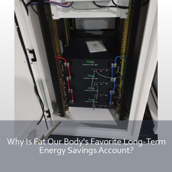 Why Is Fat Our Body's Favorite Long-Term Energy Savings Account?